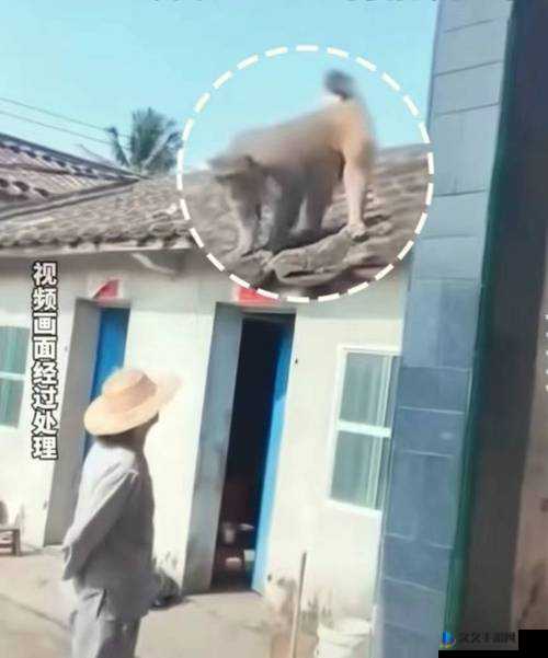 二人生猴子的全程无盖被子：这是怎么回事