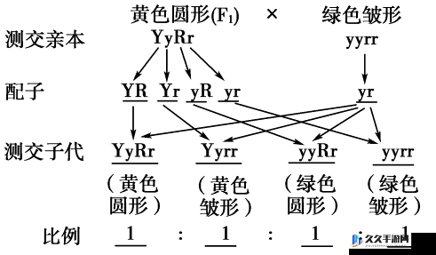 肉食教师食取报告 1：教育界的惊人发现